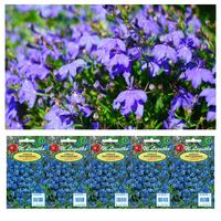 Nasiona Lobelia przylądkowa, Stroiczka niebieska x5