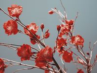 Plakat 80x60cm Szkarłatna Wiosna