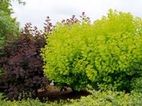 Perukowiec 'GOLDEN SPIRIT' Puszyste peruki Sadzonk