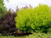 Perukowiec 'GOLDEN SPIRIT' Puszyste peruki Sadzonk