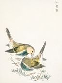 Plakat 75x100cm Great Tit 3, Kashu Japoński Vintage do Salonu