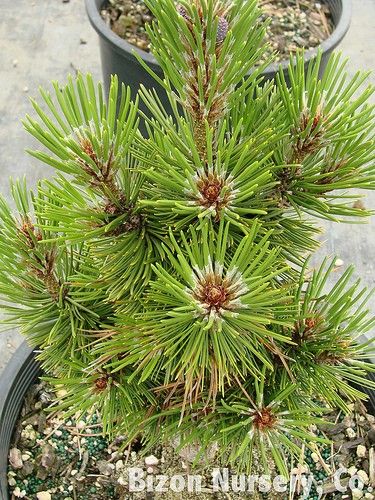 Sosna bośniacka Compact Gem P9 zdjęcie 5