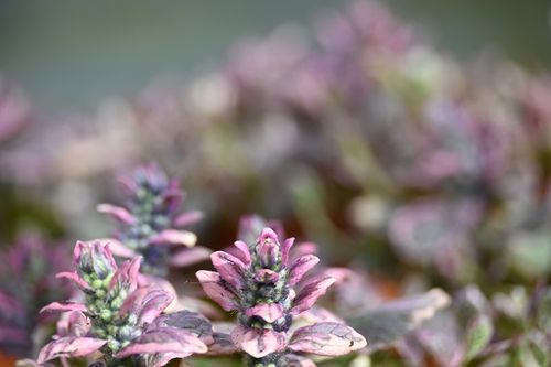 Dąbrówka rozłogowa Burgundy Glow - Ajuga reptans na Arena.pl