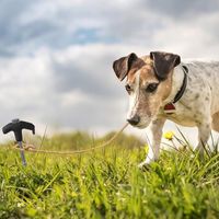 Mocne ŚLEDZIE DO NAMIOTU STALOWE szpilki namiotowe 25cm 12szt