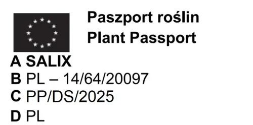 WIERZBA BIAŁA płacząca - sadzonki 80 / 120 CM na Arena.pl