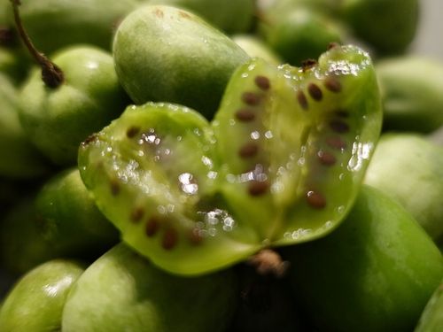 Actinidia ISSAI mini KIWI SAMOPYLNA doniczka WIT C sadzonka DONICZKA na Arena.pl