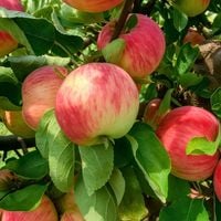 SADZONKI DRZEWKA OWOCOWE JABŁOŃ PIROS SOCZYSTA Z NUTĄ TRUSKAWEK