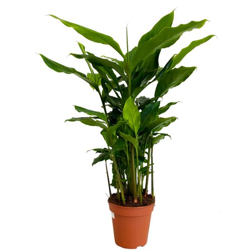 ELETTARIA CARDAMOMUM KARDAMON 60cm na Arena.pl