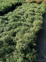 product-compare-55154983