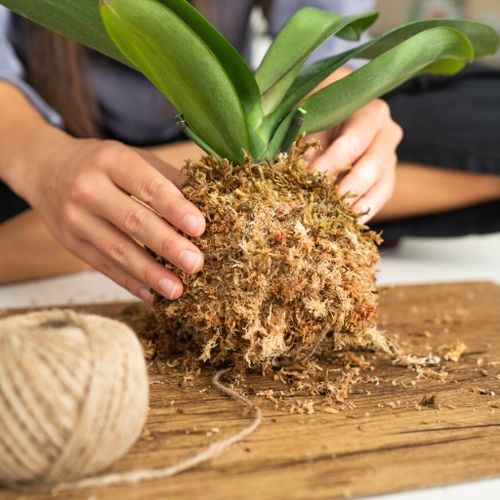 Mech Sphagnum 8L Besgrow Spagmoss Classic torfowiec 100G podłoże pH na Arena.pl