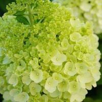 Hortensja bukietowa 'Magical Kilimanjaro' (Hydrangea) Biało Zielona