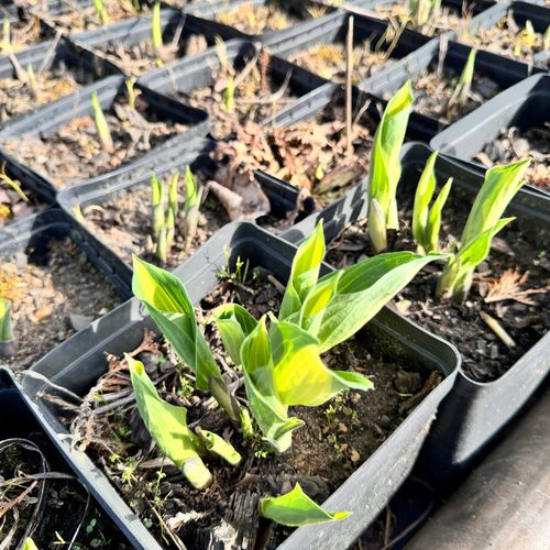 Funkia Hosta 'Color Festival' W DONICZCE 2.0L, żółto zielone liście na Arena.pl