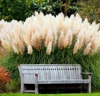 TRAWA PAMPASOWA kremowa PAKIET 5 sztuk odporna na mróz