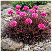 Zawciąg nadmorski Rubrifolia Armeria maritima różowe kwiaty