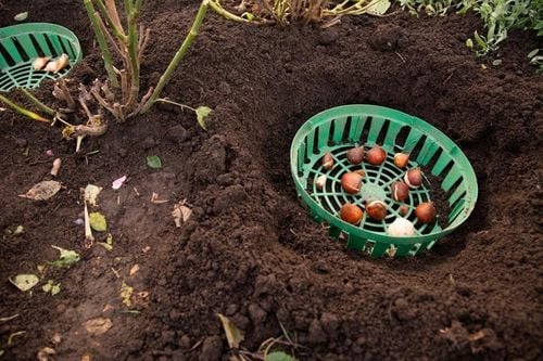 Koszyk 20x Osłonka do Sadzenia Cebulek Cebul Kwiatowych Bulw 22cm na Arena.pl