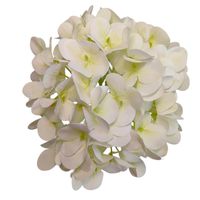 Hortensja wyr gumowana kremowa