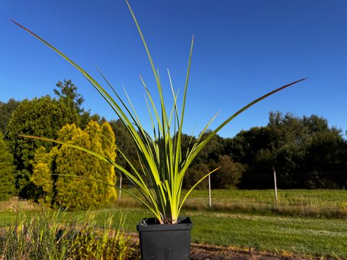 Trytoma groniasta 'Flamenco' Afrykańska Płonąca Pochodnia Kniphofia uvaria na Arena.pl