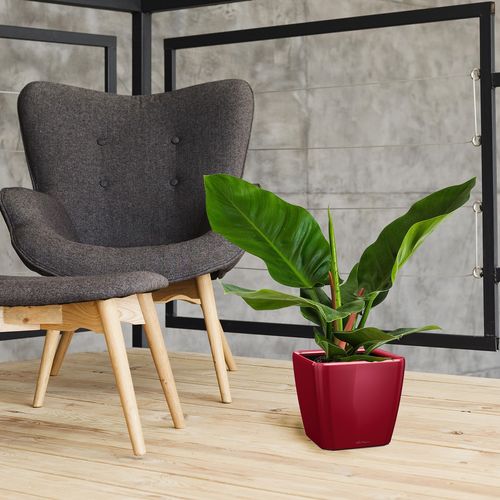 FILODENDRON IMPERIAL GREEN 55cm na Arena.pl