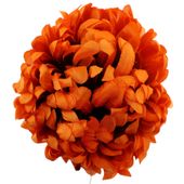 Chryzantema wyr.orange 6 szt
