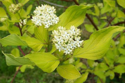 DEREŃ BIAŁY Alba - sadzonki w doniczkach na Arena.pl