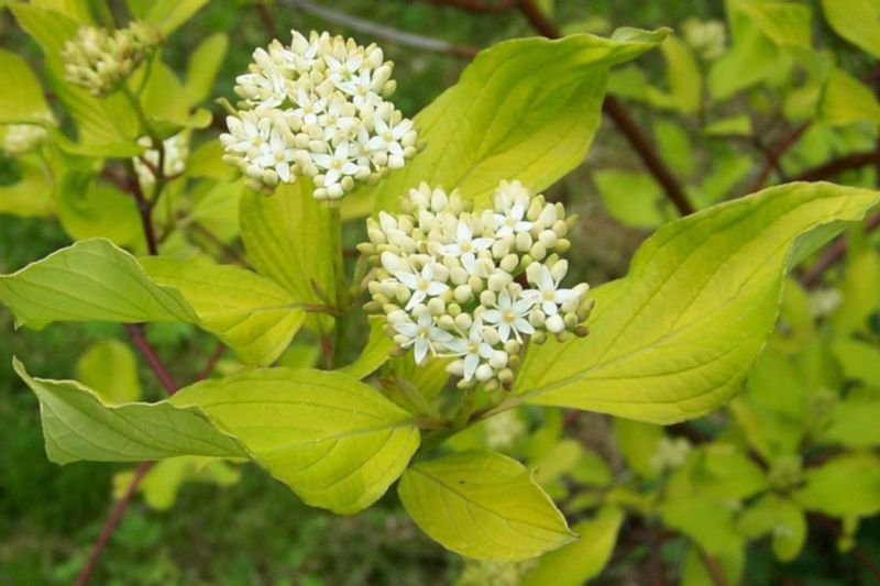 DEREŃ BIAŁY Alba - sadzonki w doniczkach zdjęcie 2