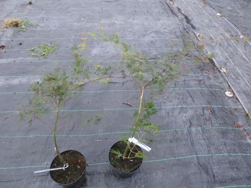 Klon palmowy Emerald Lace 40-60cm C2 zdjęcie 7