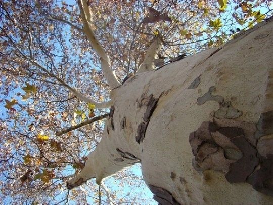 Platan 110-130-cm C3 zdjęcie 4