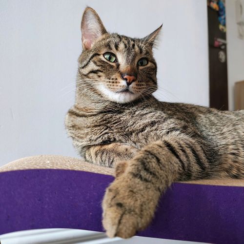 Drapak dla kota LEON | fioletowy | 78x28x24 cm | MruuPruu na Arena.pl