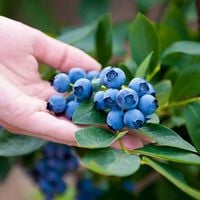 Borówka amerykańska DENISE BLUE Samopylna Bardzo słodka Plenna Sadzonki 1L