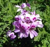 GERANIUM ANGINKA Lecznicza - sadzonki w doniczkach