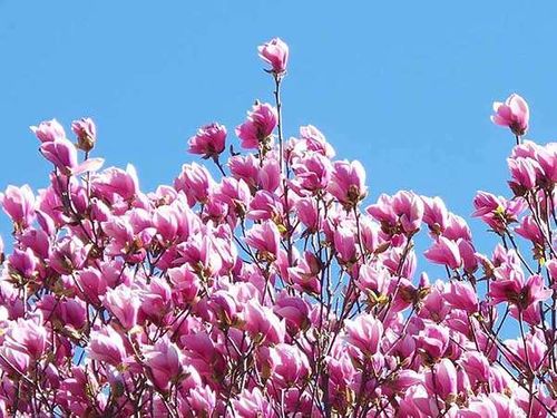 Magnolia Susan P9 na Arena.pl