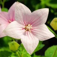 Rozwar wielkokwiatowy 'Astra Rose' Różowy (Platycodon grandiflorus)  1.0L