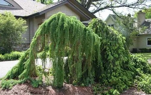 MODRZEW nisko szczepiony na pniu zwisający karłowa - sadzonki 90 / 120 cm na Arena.pl