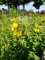 Tojeść kropkowana rabata bylina długowieczna