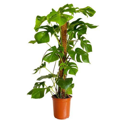 MONSTERA DZIURAWA DELICIOSA 130cm na Arena.pl