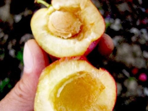 ŚLIWA JEROZOLIMKA smak dzieciństwa - sadzonki 100 / 130 cm na Arena.pl