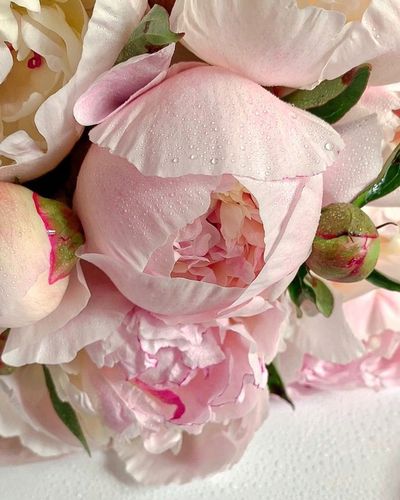 Zapach do świec olejek zapachowy Piwonia 100ml na Arena.pl