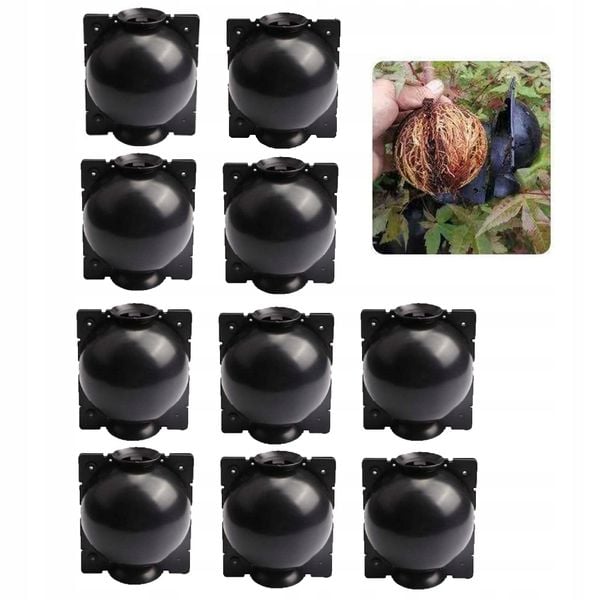 KULE Ukorzeniana SADZONKI Ukorzeniacz ROZMNAŻANIE Sad KLONOWANIE 10x zdjęcie 1