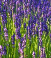 Zestaw 2szt Nawóz do Lawendy granulat Agrecol 1,2kg