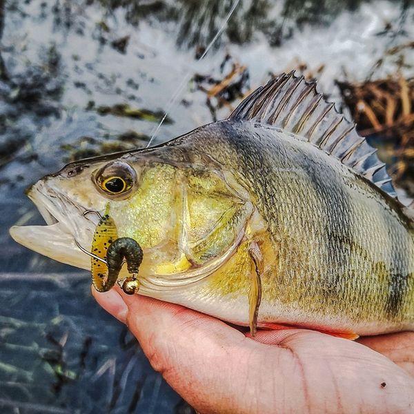 Perch Professor F**king Leech 7cm MIX 8szt. zdjęcie 2