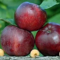 Jabłoń MALINÓWKA Oberlandzka ODMIANA DESEROWA