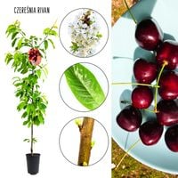 Czereśnia Rivan szybko owocuje soczyste owoce 100-150 cm