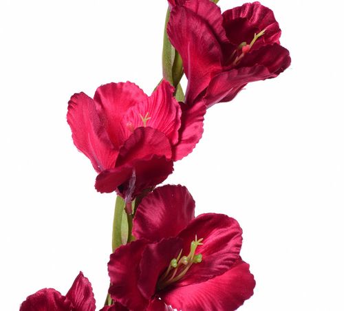 Mieczyk burgund 84cm na Arena.pl