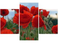 product-compare-58645746