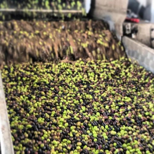 Oliwa z Oliwek Extra Virgin 1L Grecka NIEFILTROWANA Data 03/2027 na Arena.pl