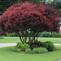 C2 Perukowiec royal purple