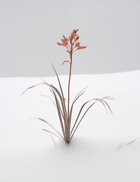 Plakat 50x65cm Subtelność Natury zdjęcie 1