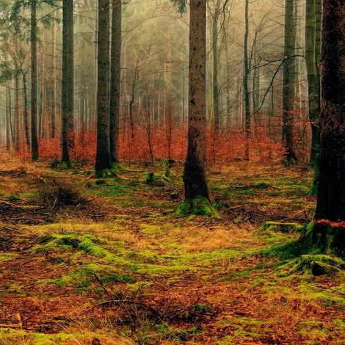 Obraz na płótnie - Canvas, Kolorowy las 90x60 na Arena.pl