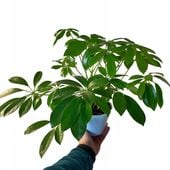 Szeflera Drzewiasta ŻYWY OCZYSZCZACZ POWIETRZA ŁADNE DUŻE SADZONKI XL P13