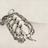Plakat 30x30cm Turtle, Kōno Bairei Japoński Vintage do Salonu